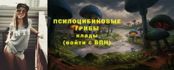 шишки Корсаков